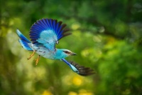 Mandelik hajni - Coracias garrulus - European Roller 8548-1